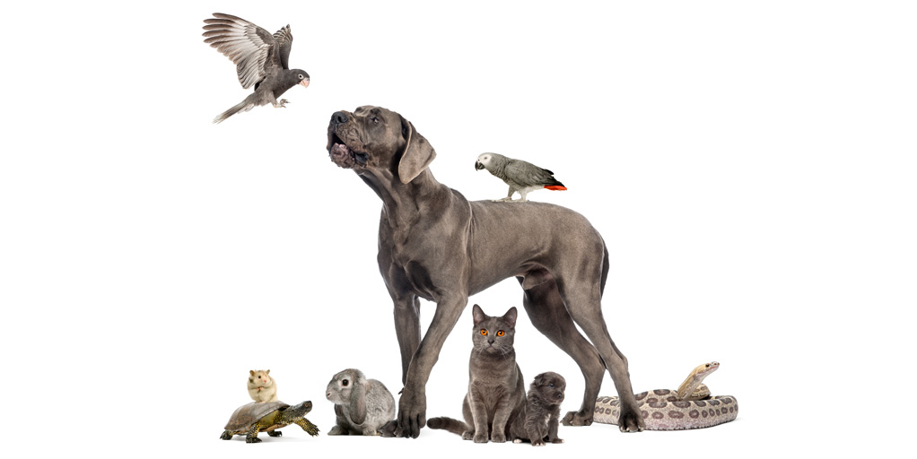 pets-group-5